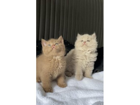 British shorthair kızlarım (cinnamon fawn ve lilac)