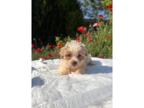 Erkek morkie yavrularımız renk seçeneği mevcut