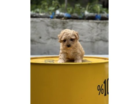 Yumoş poodle bebekler
