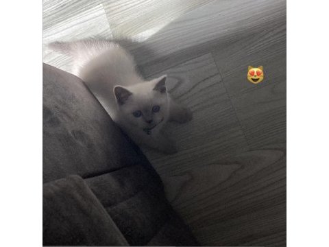 Blue point sahibinden british shorthair