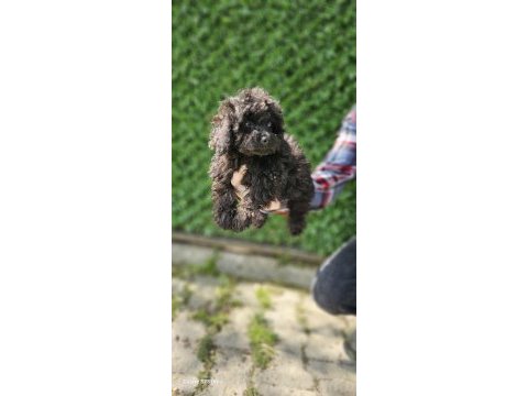 Korea kanı siyah inci toy poodle bebekler