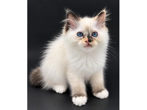Ragdoll bebekleri