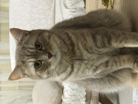 British shorthair
