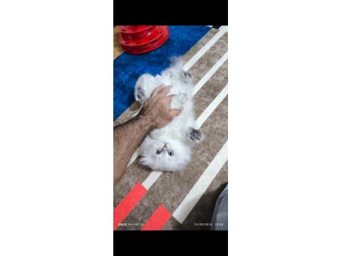 British longhair yavrular
