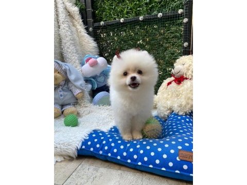 Pomeranıan boo ayı surat