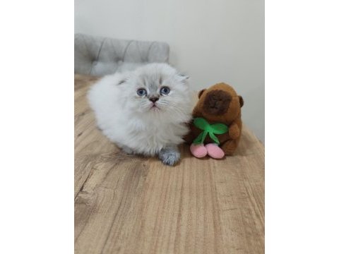 British longhair prenses yuvasını arıyor