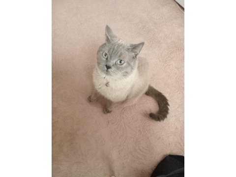 Blue point british shorthair erkek