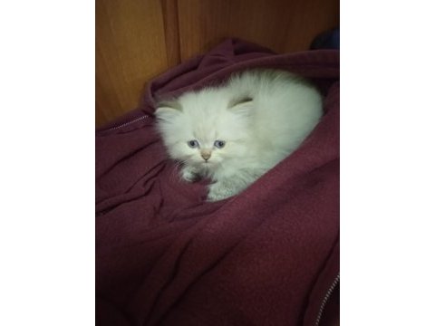 Minik british longhair kızımı sahiplendireceğim