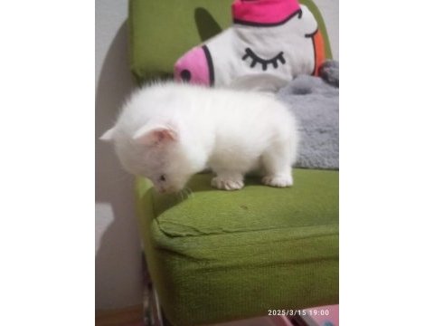 British shorthair renk renk yeni yavrular