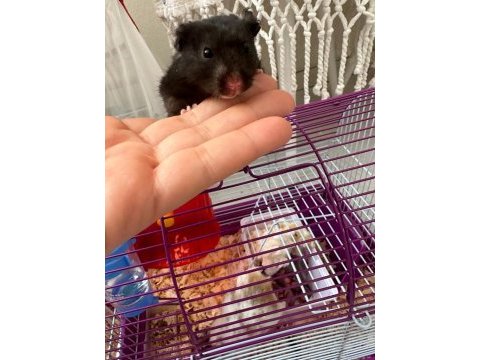 11 bebek ve anne baba hamster