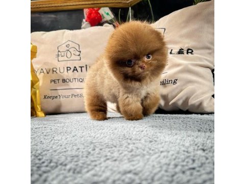 Irk ve sağlık garantili pomeranian yavrular
