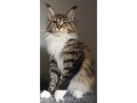Full şecereli dişi maine coon şampiyon torunu
