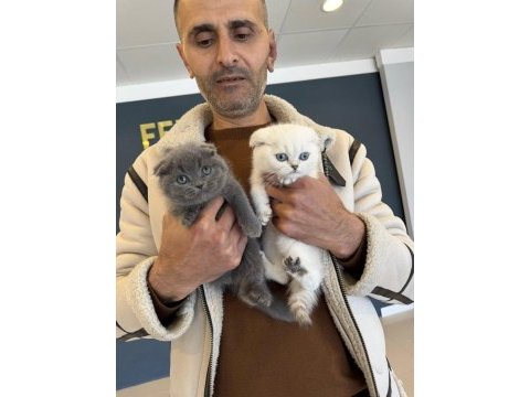 Show kalite british shorthair yavrularımız ankara
