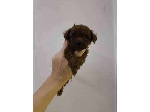Kore kan red brown toy poodle dişi erkek yavrular