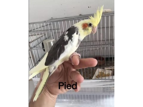 Sultan papağanlar bebek ve damızlık