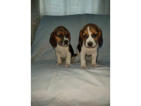 Sevimli ve oyuncu beagle yavruları