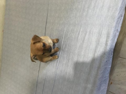 Yavru chihuahua