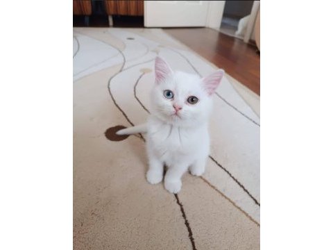 Dünya tatlısı british shorthair yavrularımız 