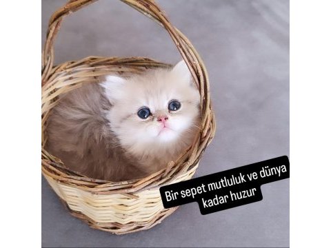 British longhair erkek
