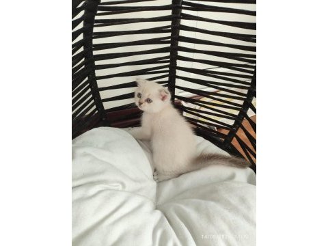 Evimizin minik scottish fold bebekleri