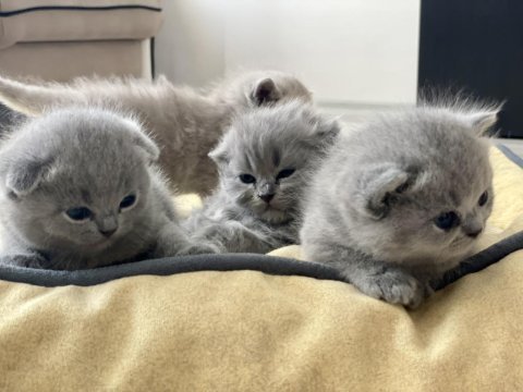 Scottish fold gri