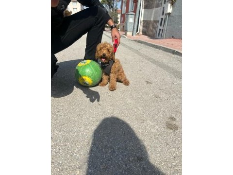 Red toy poodle