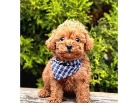 Irk ve sağlık garantili toy poodle
