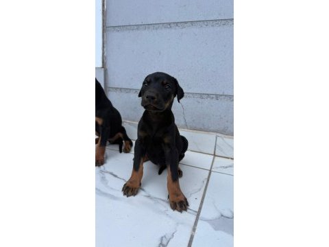 Sağlık ve ırk garantili doberman yavrumuz