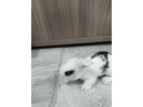 Safkan hollanda lop tavşanı bebekler