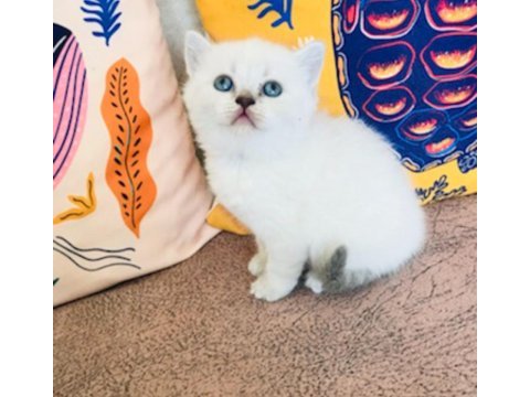 Safkan british shorthair yavru
