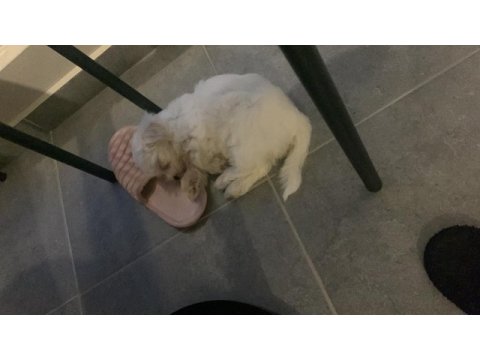 Balım orijinal 1 numara maltese terrier