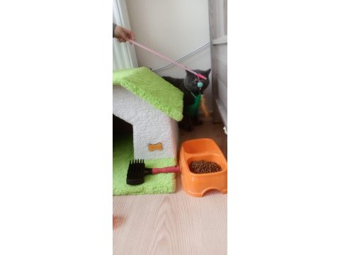 British shorthair malzemeler ile birlikte verilecek