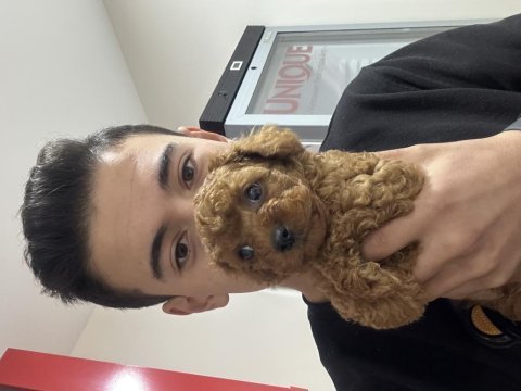 Teacup kore kan red brown toy poodle yavrular