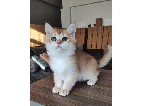 British shorthair golden shaded ny11 erkek yavru