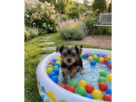Evinizin maskotu olacak mükemmel dost köpeğimiz