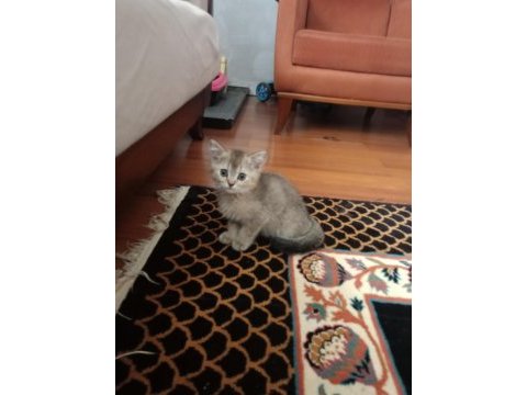 Golden ny 12 british shorthair