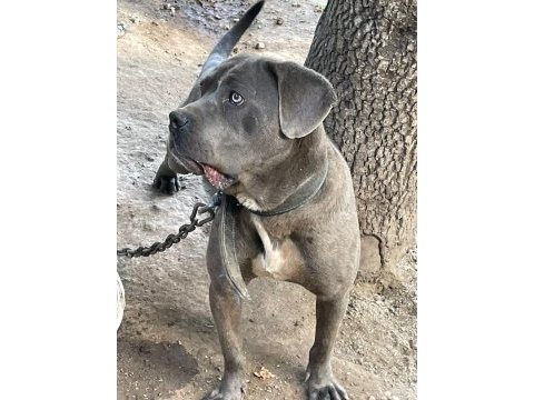 1 yaşında hamile cane corso