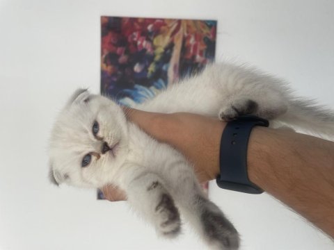 A kalite kan hattı düzgün scottish fold yavrular
