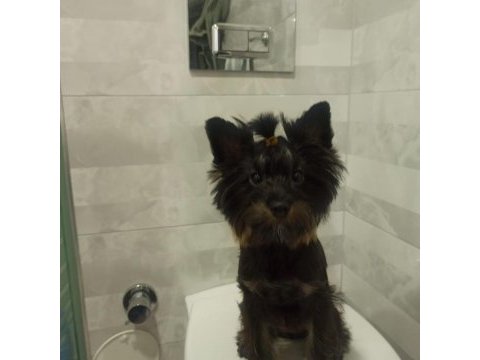 Samimi ve içten akıllı yorkshire terrier