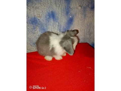 Teddy lop tavşan yavrular mavi göz