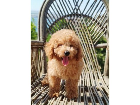 Dişi erkek maltipoo bebekler
