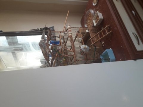 5 tane kardeş 1 aylık muhabbet kuşu