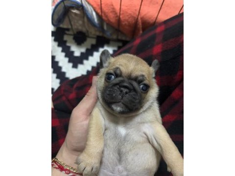 Pug mops bebeklerimiz ömürlük ailelerini bekliyor