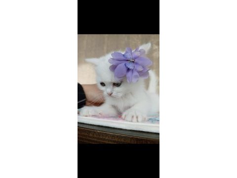 British shorthair prens yavrumuz