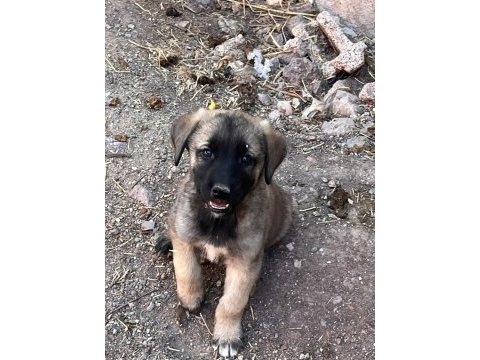 Kangal yavrularımız mevcut