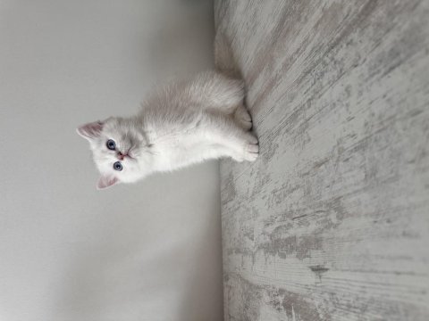 Safkan british shorthair