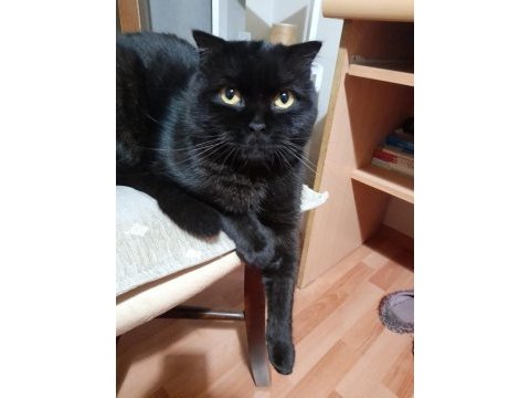 British shorthair asıl