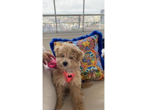 Ankara çipli aşılı kaliteli maltipoo yavru