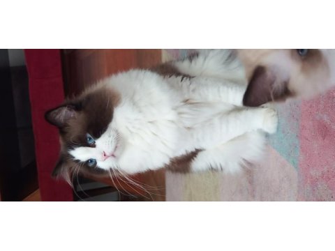 Tr en yakışıklısı ragdoll