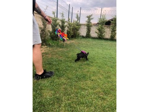 Dişi french bulldog